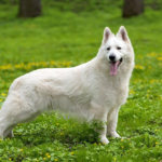 White German Shepherd