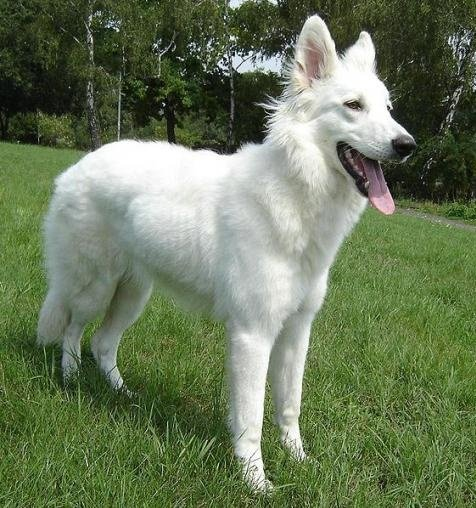 White German Shepherd